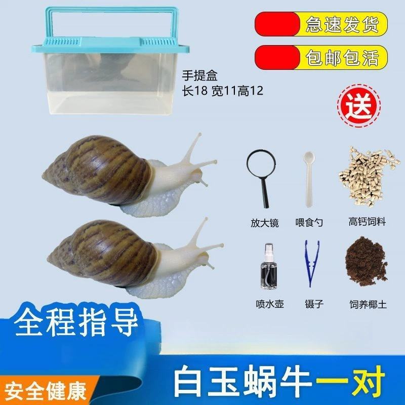 Улитка для домашних животных, белая нефритовая улитка, ученики начальной школы, научный эксперимент, преподавание, научно-популярное представление о паре гигантских улиток