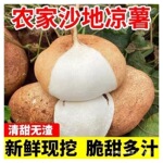 新鲜凉薯9斤广西水果生吃特脆甜地萝卜1/3/5斤贵州沙地葛薯白地瓜