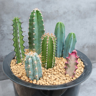 �������ϼ��M������� ����ľ �{���������ƶ���ֲ���k���ҷ�ݗ��