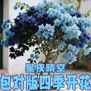 ��ҹ�������÷�ذ��ɫ�ļ����A���B�҃��̨ͥԺ�h֦�͟��ͺ��o