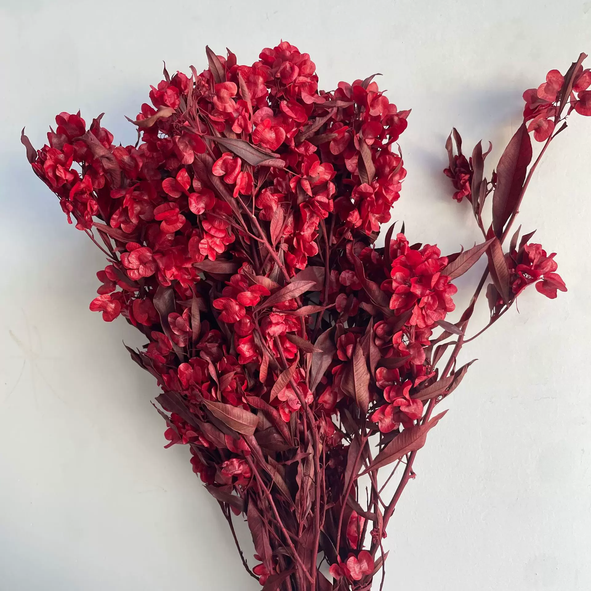 花者年宵花家居装饰摆件永生蝴蝶花迎客豆干花永生花材现货批发