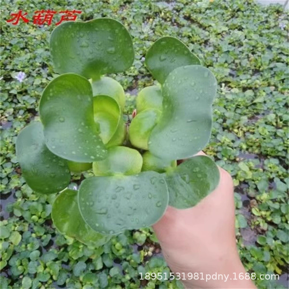 Водный гиацинт, водное растение, свежие рассады, большие растения с корнями, легко выживать, водный гиацинт, красивое качество воды, плавающие водные цветы.