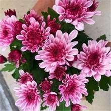 �ջ������ļ����m���_����ͥԺֲ���҃Ȼ��ܾGֲƹ�ҾՎ���������