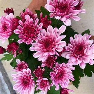 �ջ������ļ����m���_����ͥԺֲ���҃Ȼ��ܾGֲƹ�ҾՎ���������