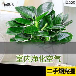 Golden Diamond Potted Green Radish Basket Indoor Plants, Florals and Green Plants, Hydroponic Cultivation, Good for Succulent Plants in All Seasons, Living Room Absorbs Formaldehyde