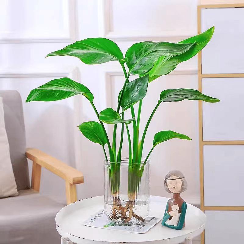 [두인 핫모델] 극락조 40-50cm [나무 2개] + U자형 병