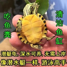 黄耳龟深水吃粪鱼缸混养种稀有侧冷水族观赏宠物小乌龟活物速卖通