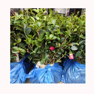 ���ϲ�÷С�����Դ���������÷�G�����̘��� ��ľ С�� �Gֲ