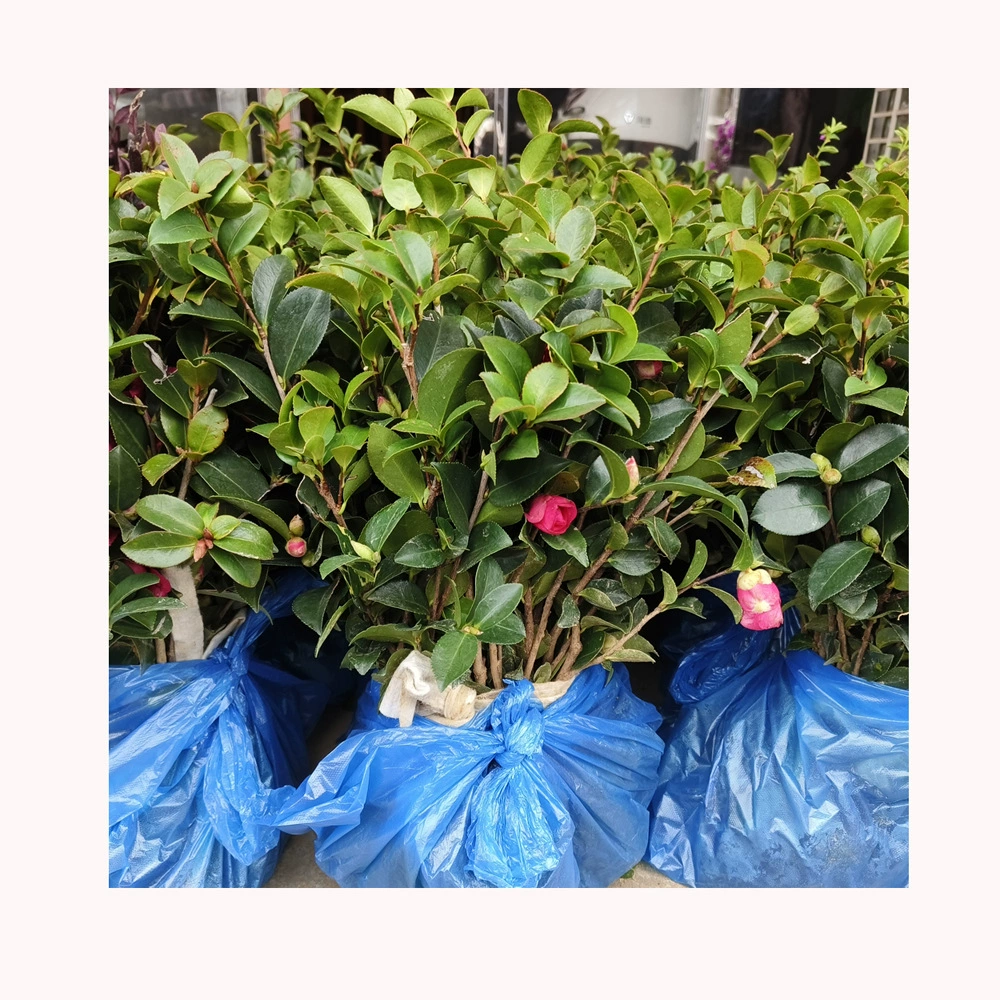 Хунань чай сливы саженцы питомник большой запас чай сливы озеленение проект саженцы зеленые посадки