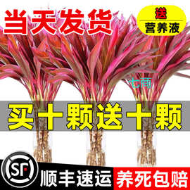 富贵竹水培植物鸿运紫竹粗杆带根水养客厅竹子室内绿植发财竹