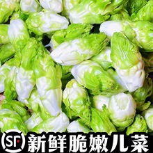 顺丰四川儿菜新鲜母子娃娃菜鲜嫩儿仔现摘蔬菜脆爽抱儿菜泡菜芥菜
