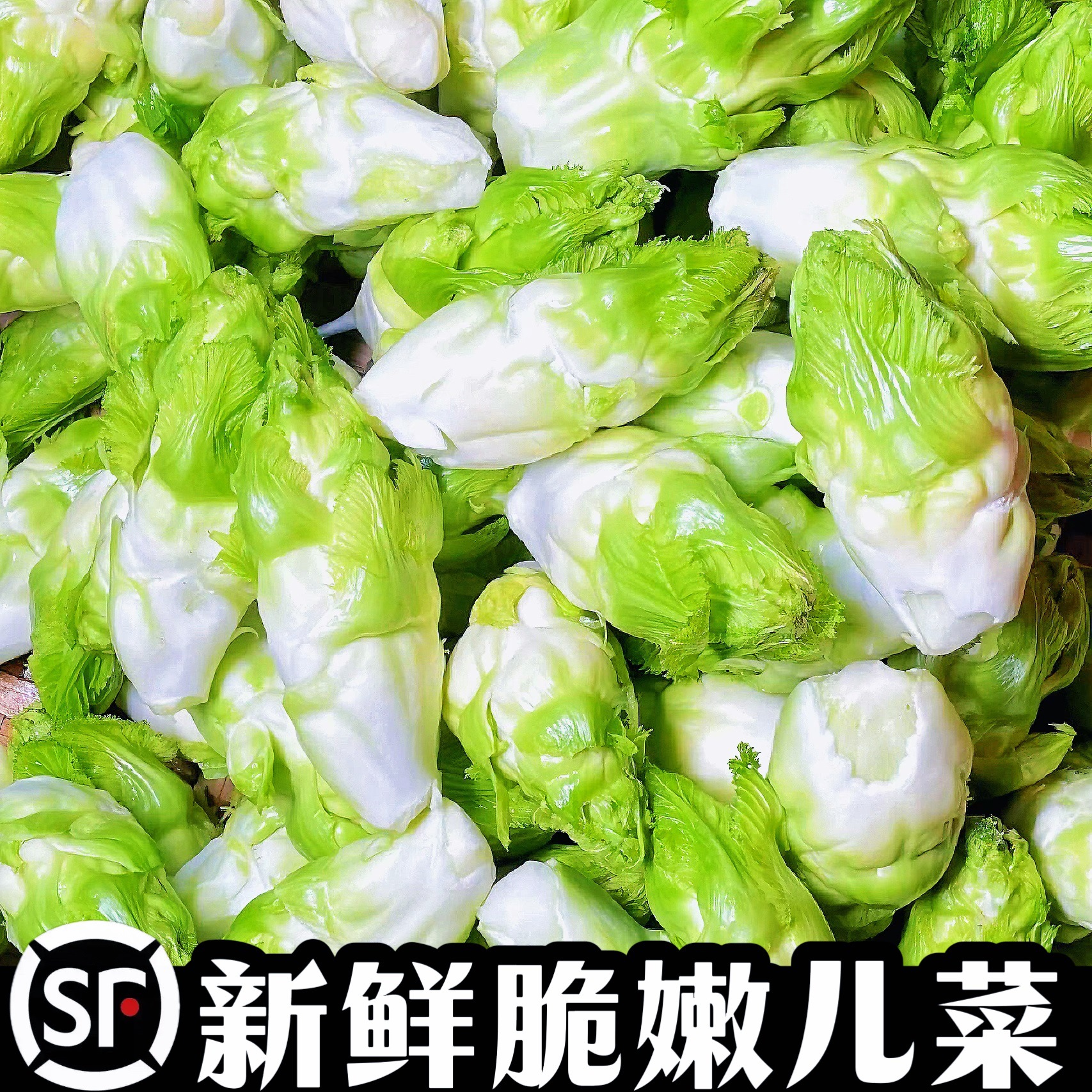 顺丰四川儿菜新鲜母子娃娃菜鲜嫩儿仔现摘蔬菜脆爽抱儿菜泡菜芥菜