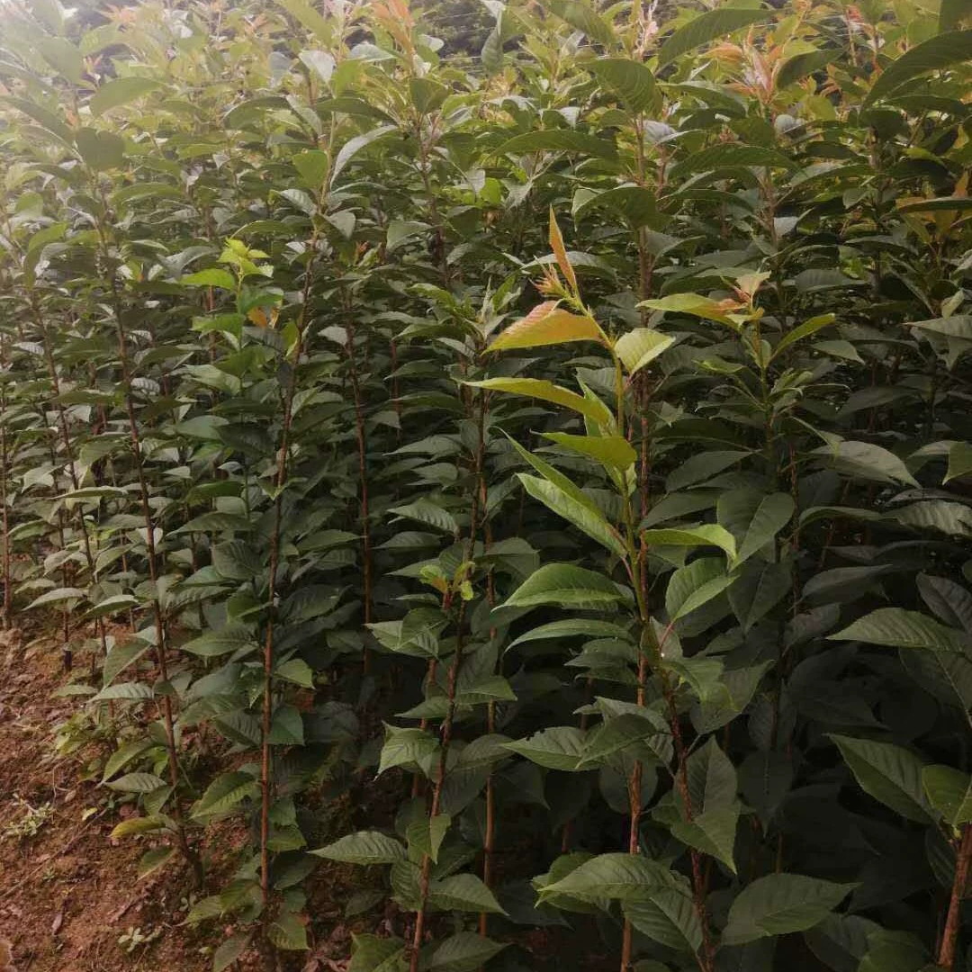 Поставка, саженцы вишни, ранняя вишня 5cm , поздняя вишня 15cm , горная вишня Фуцзянь, Ришуйцзин