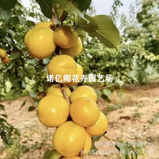 �������Ә���޽����������������ϱ���ͥԺ���Թ�����箔��Y��
