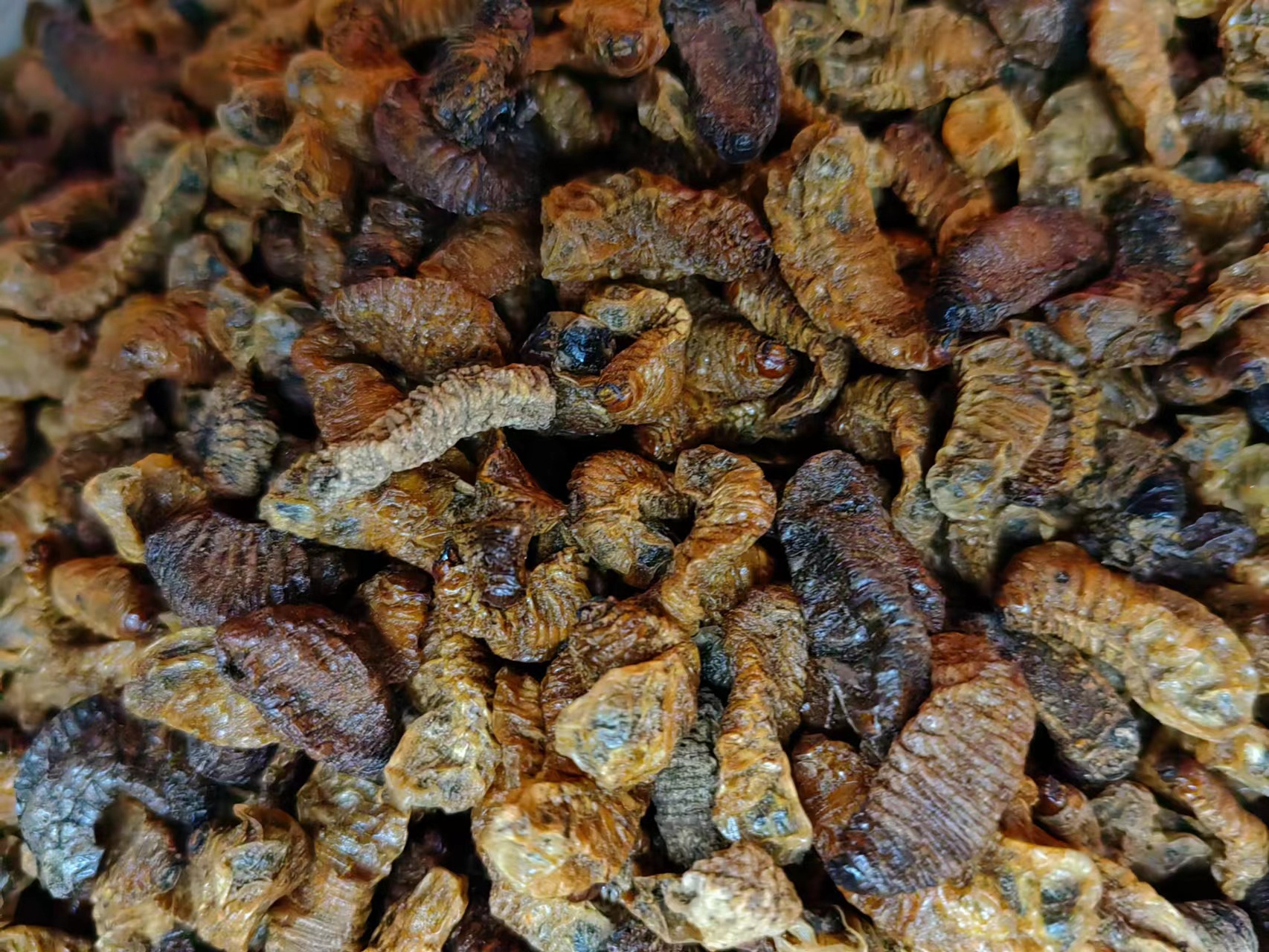 Qi Cao (Holotrichia diomphalia Larva) — Dried Insect Herb, 500g key features