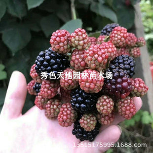 ��ݮ��Ұ���p����ݮ�����Ә������Ե����ϱ����Nֲ�t��ݮ����Y��