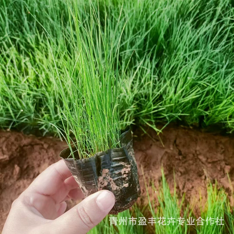 Различные сорта розовой декоративной травы для посадки на открытом воздухе, поставляемые из Цинчжоу, доступны в больших количествах.