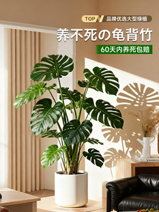 ������͏d�������Ϙ�ֲ���k���Ҵ��;Gֲ�҃��辰�����՚����ȩ