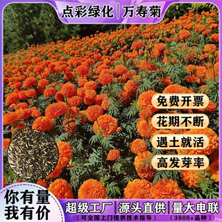 厂家直销万寿菊种子四季易活绿化盆栽花籽耐寒耐干旱景观花卉种子