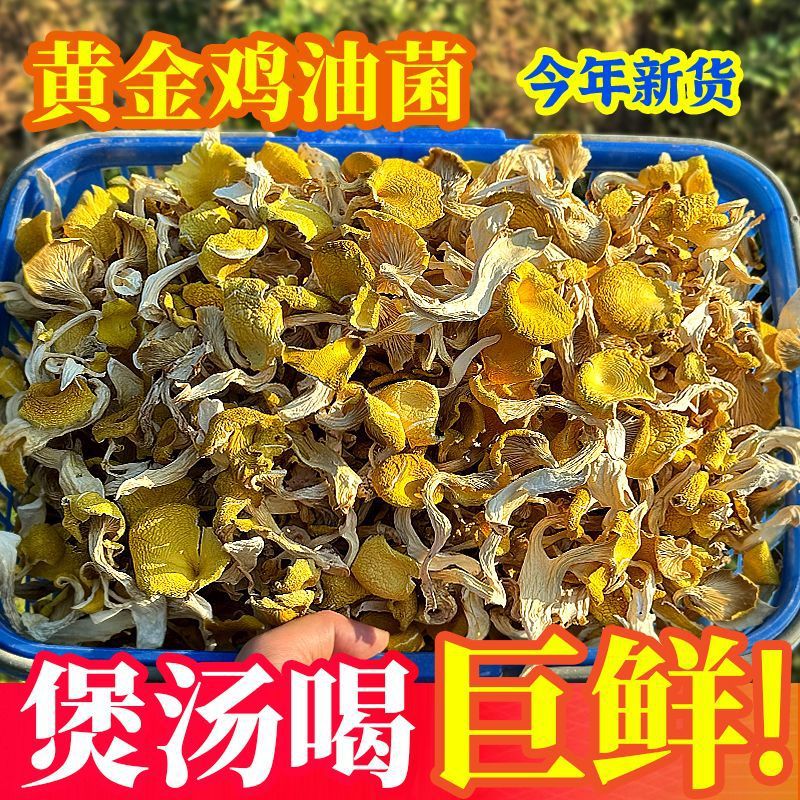 Northeastern specialty chanterelles, Changbai Mountain small yellow mushrooms, elm yellow mushrooms, golden mushrooms, dry goods, mushroom soups, edible fungi wholesale