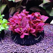 �t������Ԏ��I�B�����B�~ˮ��ֲ��tɫ��Ժ��B�����ֵ�ˮ