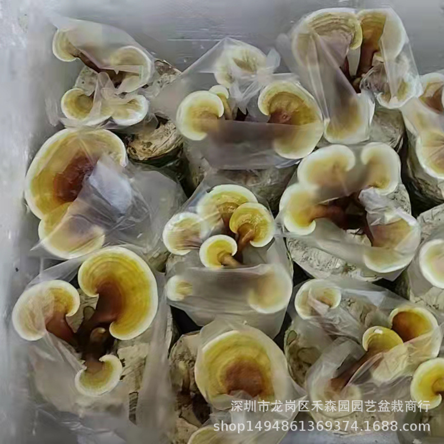 食用观赏活体灵芝盆景盆栽蘑菇灵芝菌包菌种植灵芝苗基地批发直供-阿里巴巴