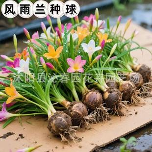 �L���m�N���ɫ�L���mֲ������������ļ��_���Gֲ�²������L���m