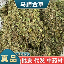 草药马蹄金草中药材荷包草 黄胆草小金钱草螺丕草小马蹄草化石草