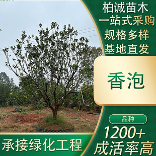 ����ֱ�����G��ľ�����ΗU���������㙴��G�����辰���^��