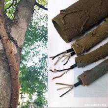 ���ϸɘ�֦늾����@��ľ���ٗl�bܷ�Ƥ������Ę��ٴ�����