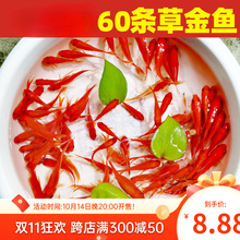 观赏鱼金鱼小型淡水耐活冷水好养活鱼体家养闯缸饲料鱼红鲫鱼苗