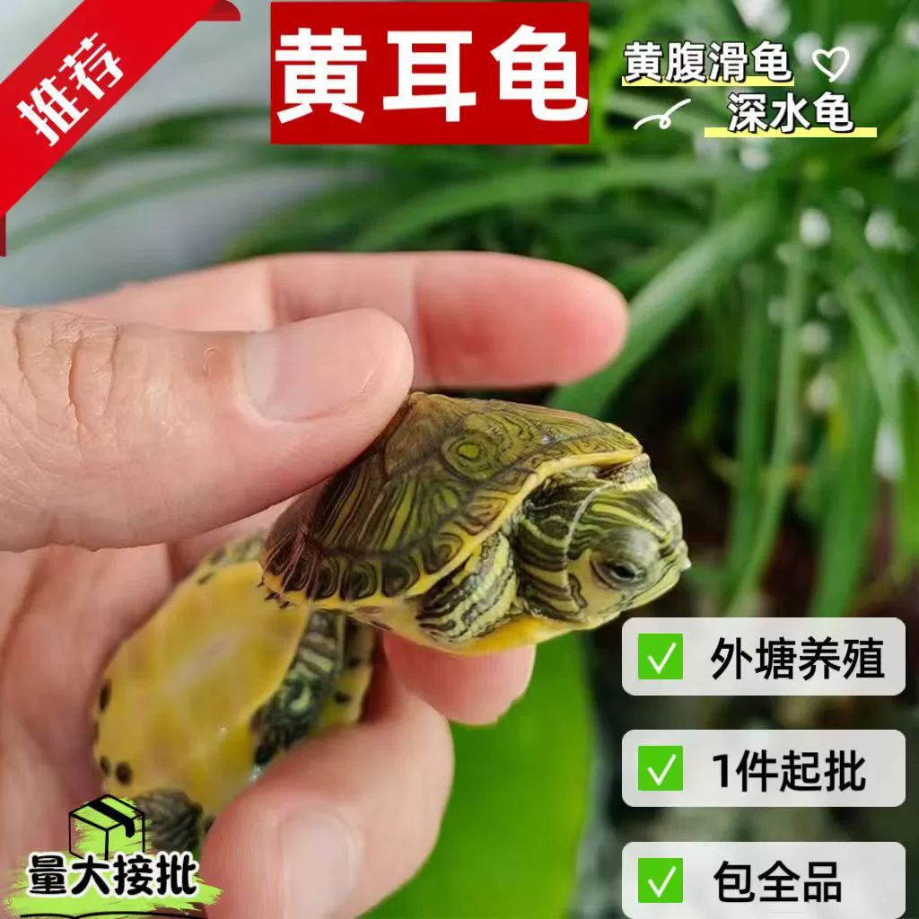 Оптовая продажа черепашек-яйцекладок с желтыми ушками, маленьких черепашек для домашнего разведения, бразильских черепашек для привлечения богатства, здоровых и доставленных домой.