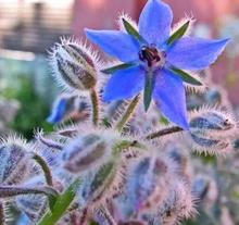琉璃苣种子蓝色 香草花卉花籽阳台庭院盆栽园艺春播春播植物种子