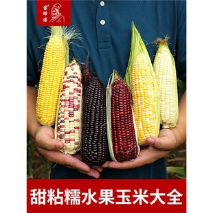 Fruit Corn Seeds, White, Sticky, Soft, Purple, Black, Sweet and Glutinous, All Year Round, Colorful, Sweet and Glutinous, Spring High-Yielding Seeds