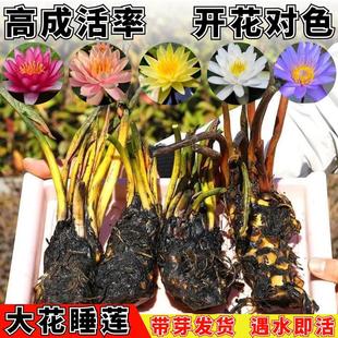 Pond Water Lily, Cold-Resistant Water Lily Root Block, Easy to Grow, Blooming in All Seasons, Hydroponic Flower, Courtyard Fish Pond, Large Water Lily Seedlings