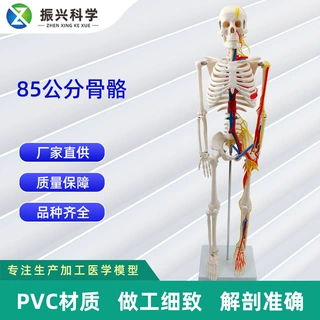 85CM附神经血管心脏骨骼模型 人体骨架模型教学模型厂家批发