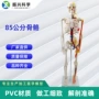神经教学心脏人体模型