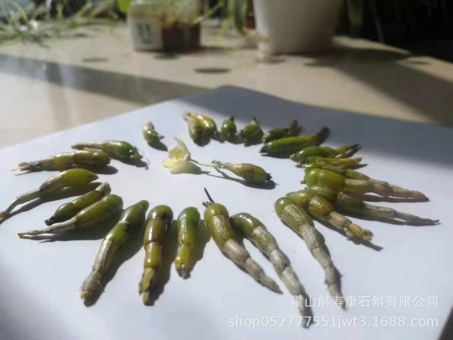 Huoshan Dendrobium Fresh Stems Mi Hu 霍山米斛 Ready-to-Eat 500g preparation