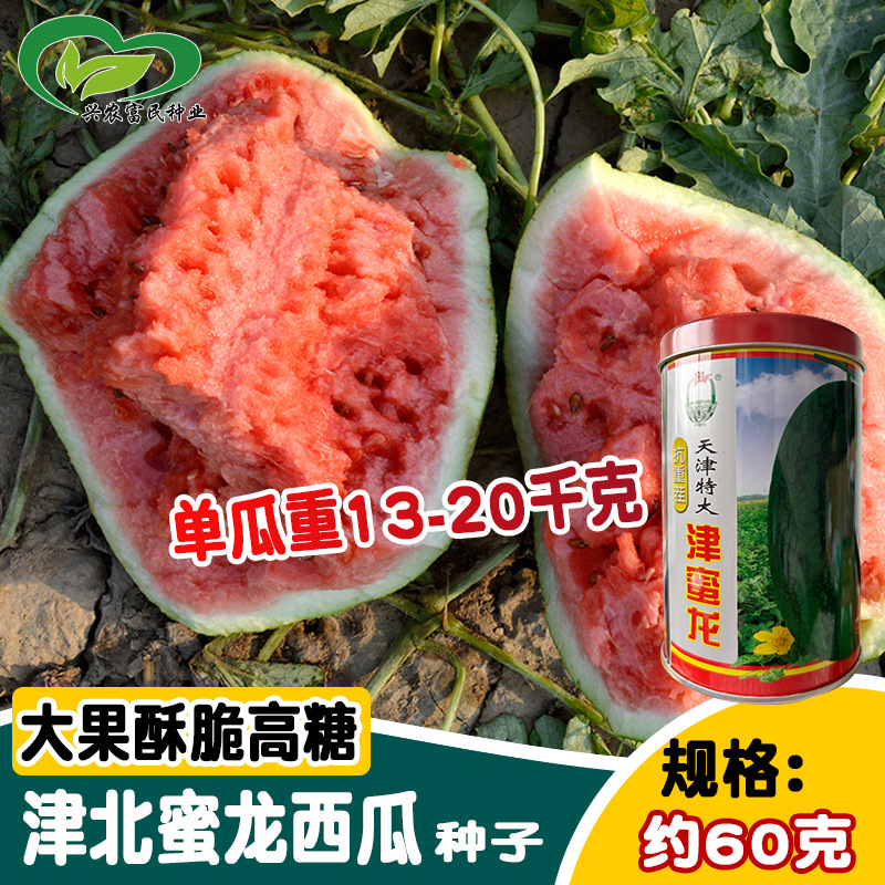 津北天津特大津蜜龙西瓜种子 大果墨绿龙卷风西瓜种籽 露地耐重茬