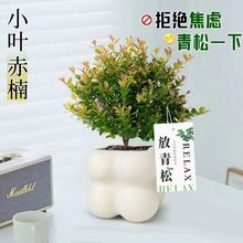 小叶赤楠盆栽室内办公室桌面绿植美化空气不焦虑放青松植物