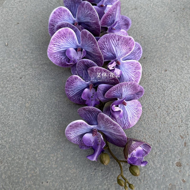 9 머리 Phalaenopsis cyanotic blue