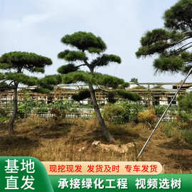 园林精品造型黑松盆栽 黑松 风景松 摆放绿植 苗圃出售黑松油松