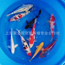 ��ˮ�~�^�p�~������ɫ�t���S��ڽ�׽𼃷N���w�\�����~Փ�����l