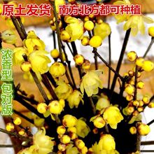 �޽���÷������÷�����ͺ�ֲ��ͥԺ��԰Ũ���ͻ����辰�����쿪��