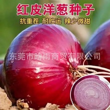 批发红皮洋葱种子紫皮洋葱种籽苗紫色圆葱秋季洋葱籽四季蔬菜种孑