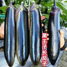 ���ӷN���L�шA�џ������Ӻ������߲˷N�Ӵ��ﲥ�N��