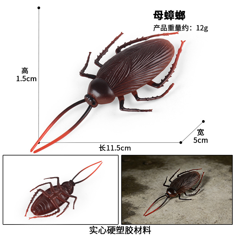 2543 cucaracha hembra