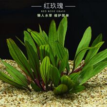 ˮ���ײ� ���B�ͻ���ˮ��ֲ��G�մ��~�G�Ź��~��ˮ���쾰