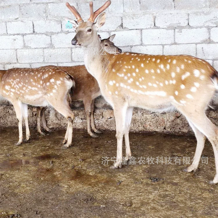 Пятнистый олень режет несколько рогов в год