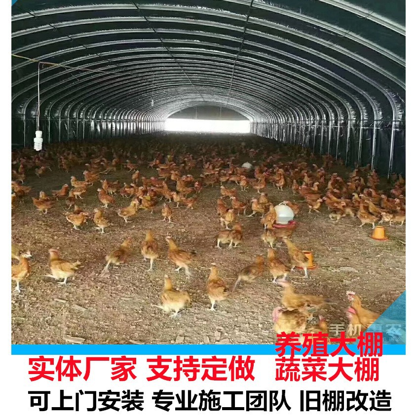 天津大棚钢管 天津大棚管生产基地 天津椭圆钢管生产 椭圆管
